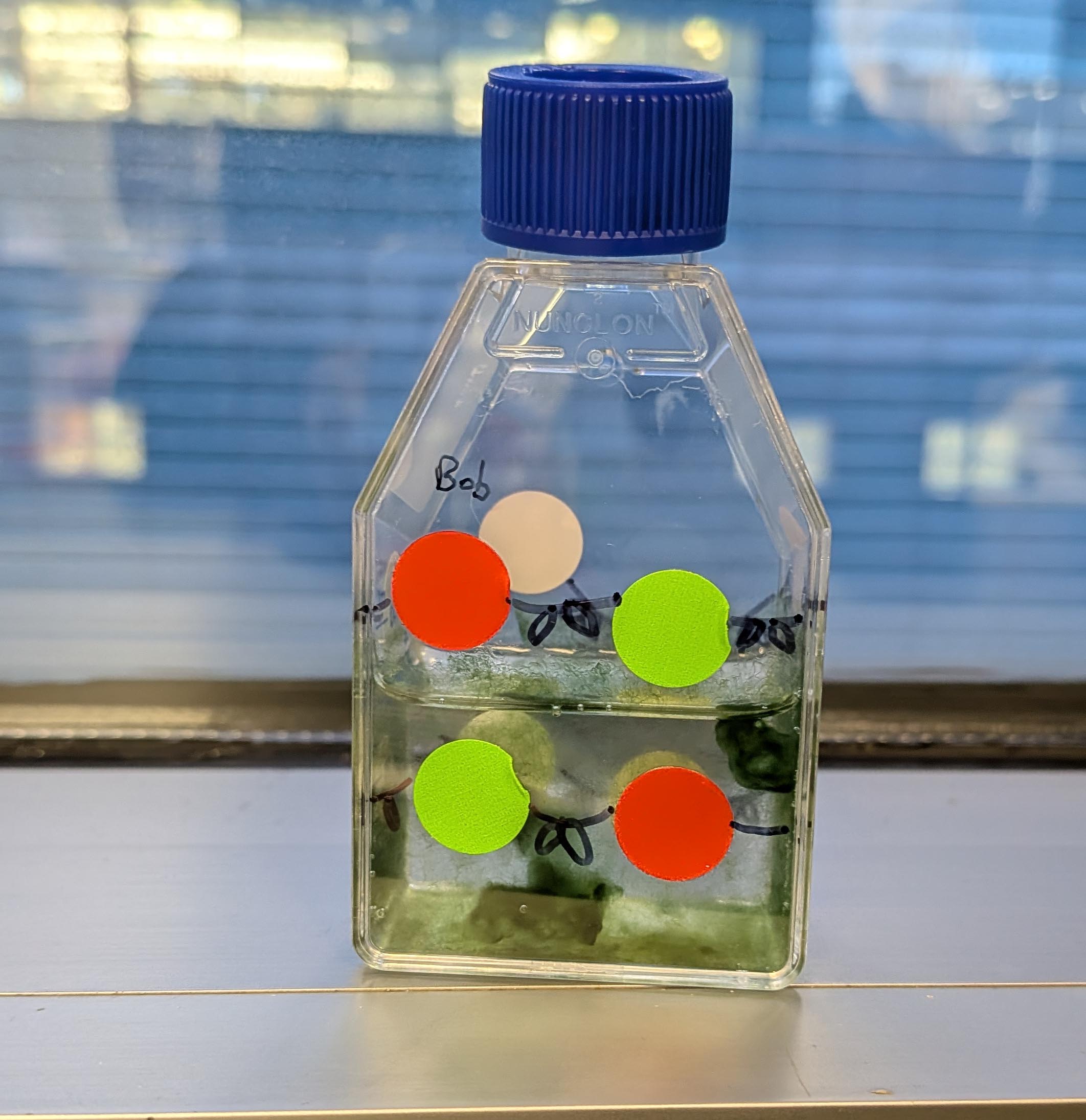 Bob the Cyanobacteria