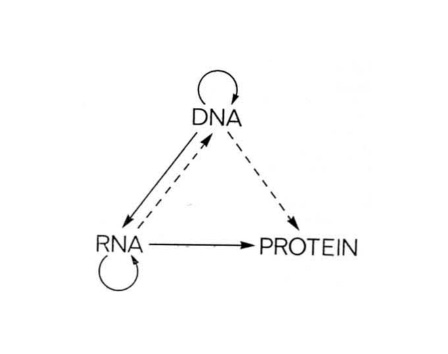 Crick's central dogma of molecular biology