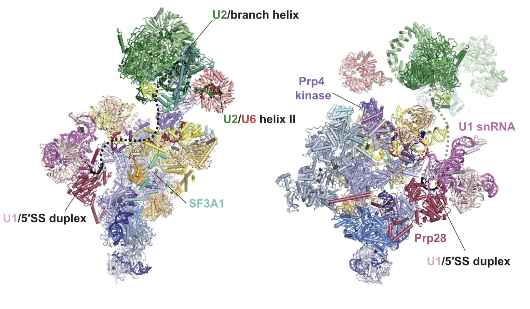 Mechanism of 5' splice site transfer for human spliceosome activation.
