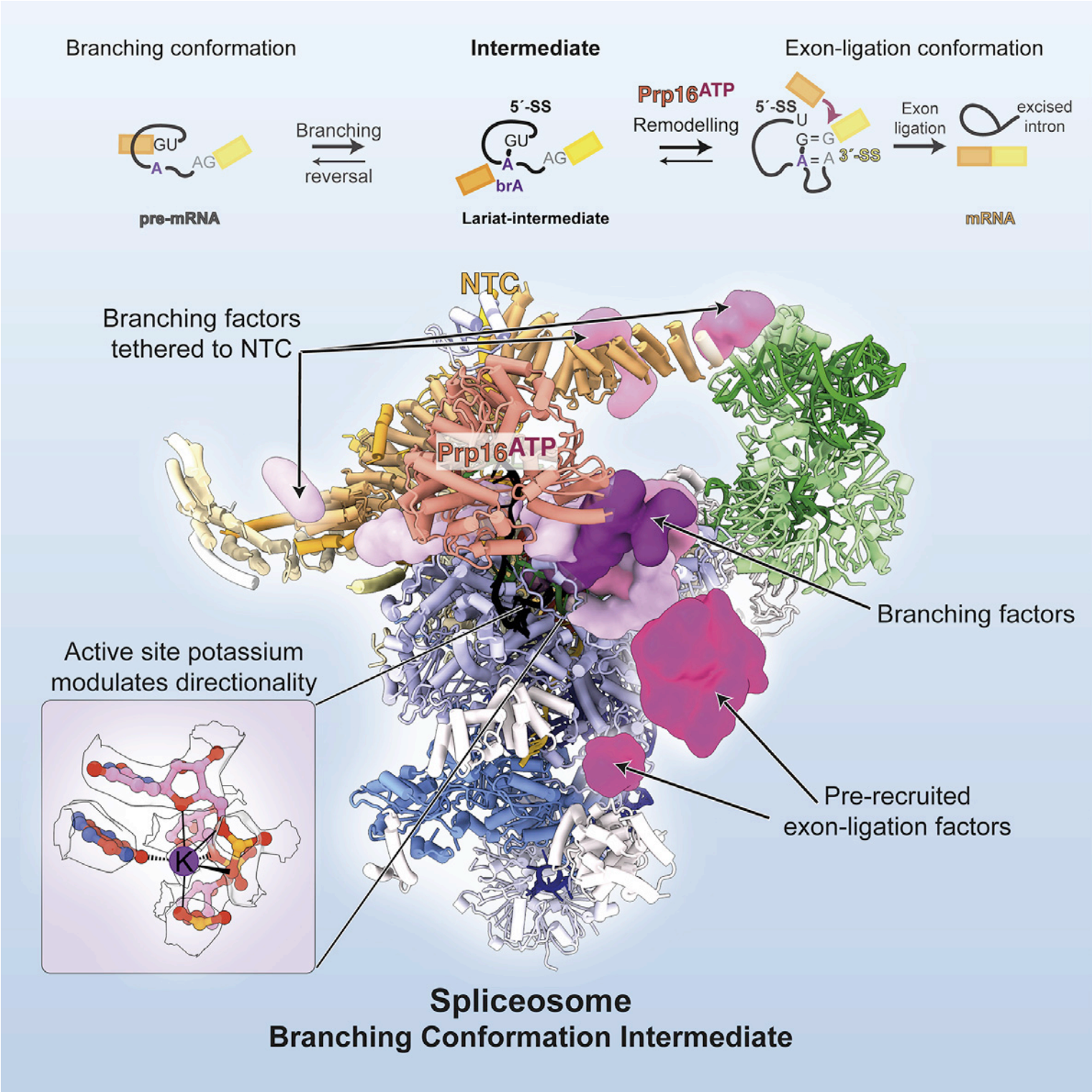 Structural basis for conformational equilibrium of the catalytic spliceosome.