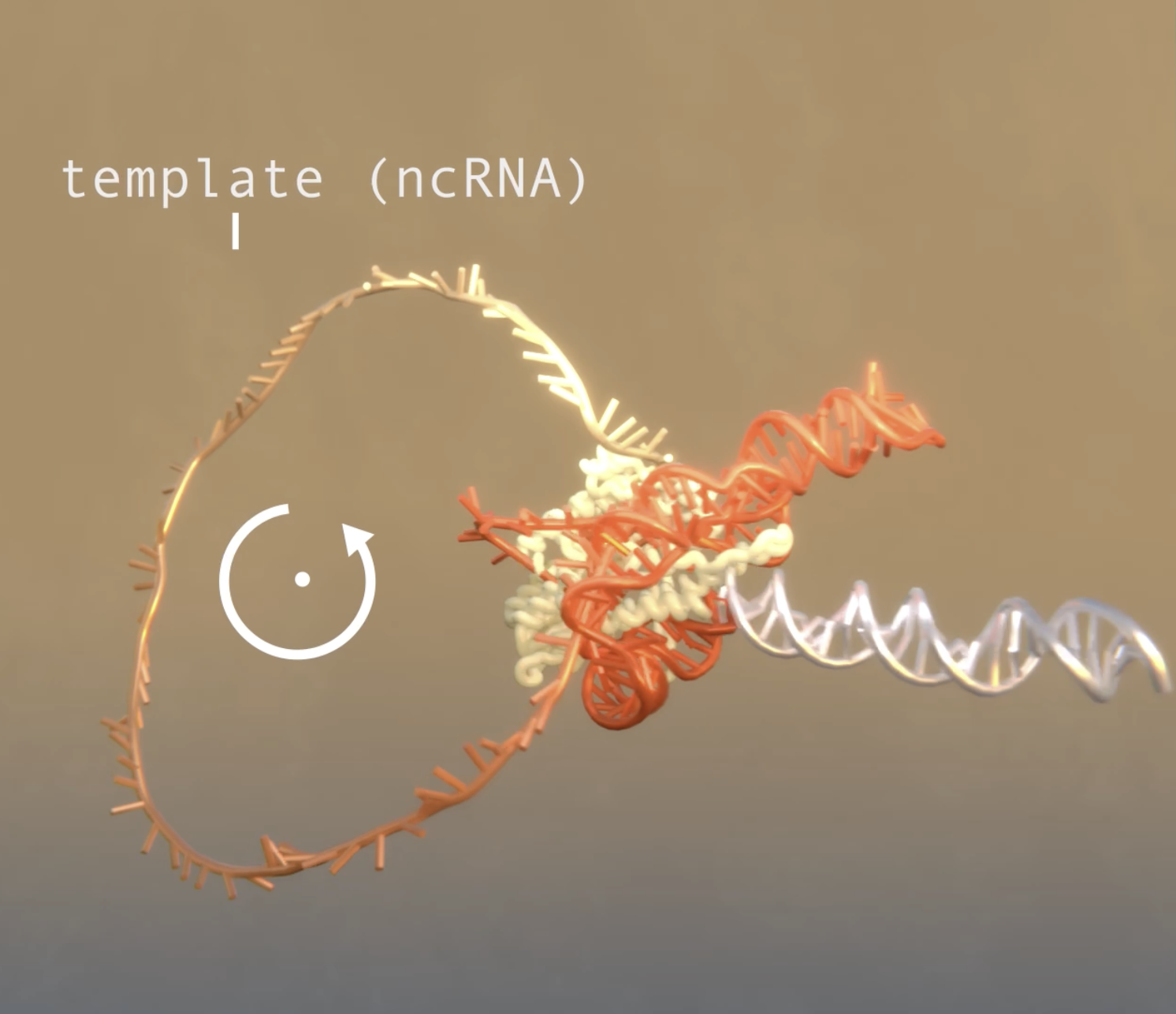 Phage-triggered reverse transcription assembles a toxic repetitive gene from a noncoding RNA.