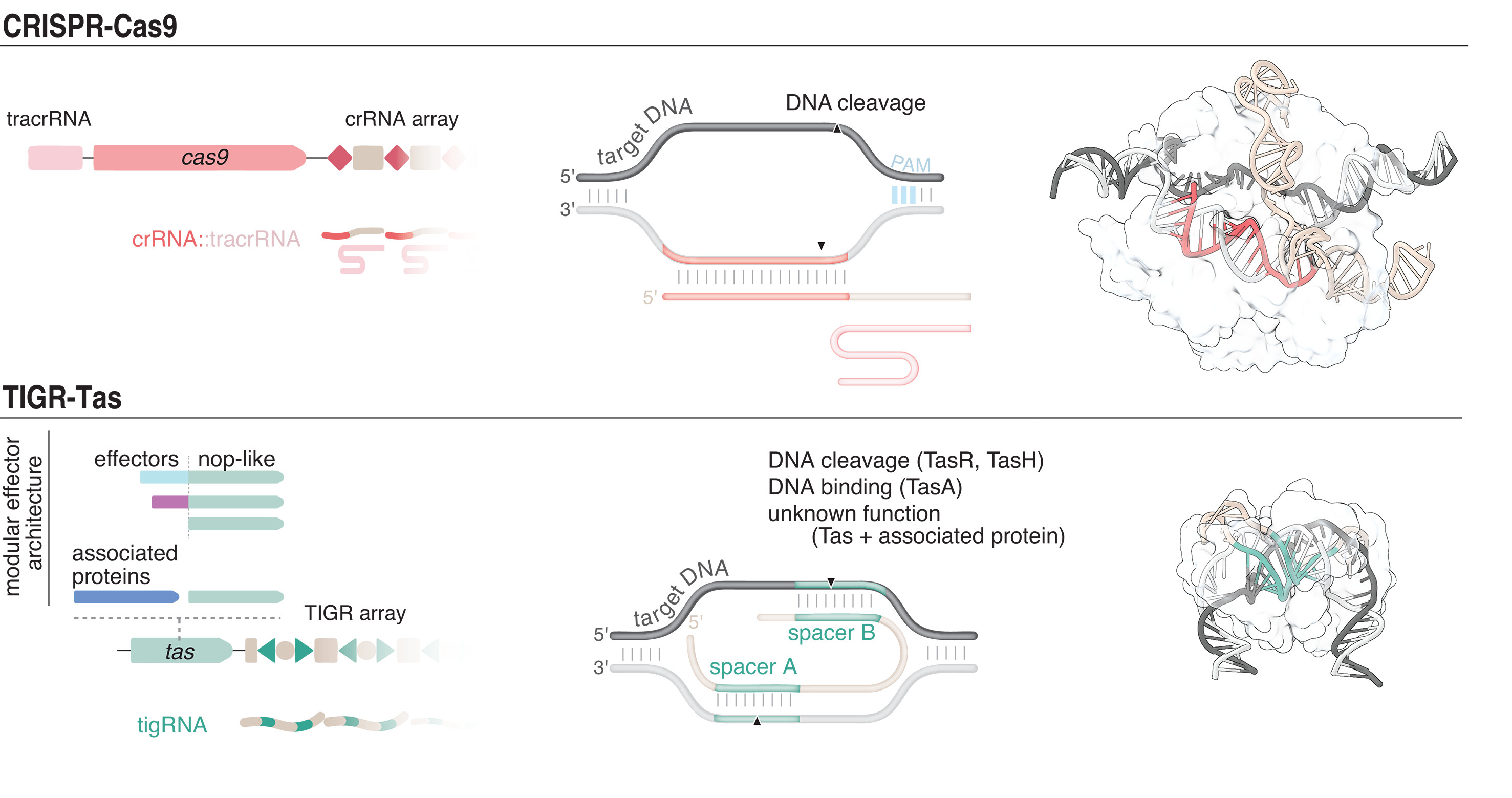 TIGR-Tas: A family of modular RNA-guided DNA-targeting systems in prokaryotes and their viruses.