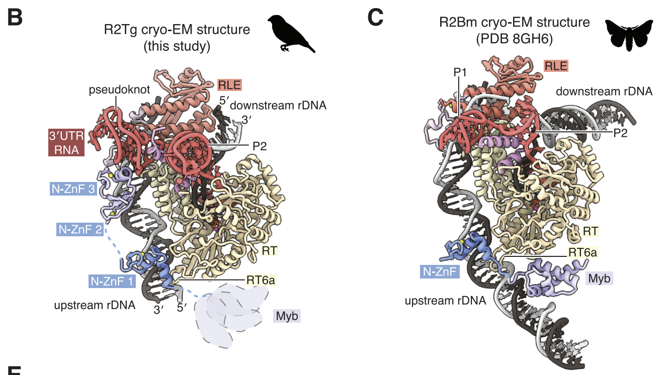 Structure and biochemistry-guided engineering of an all-RNA system for DNA insertion with R2 retrotransposons.